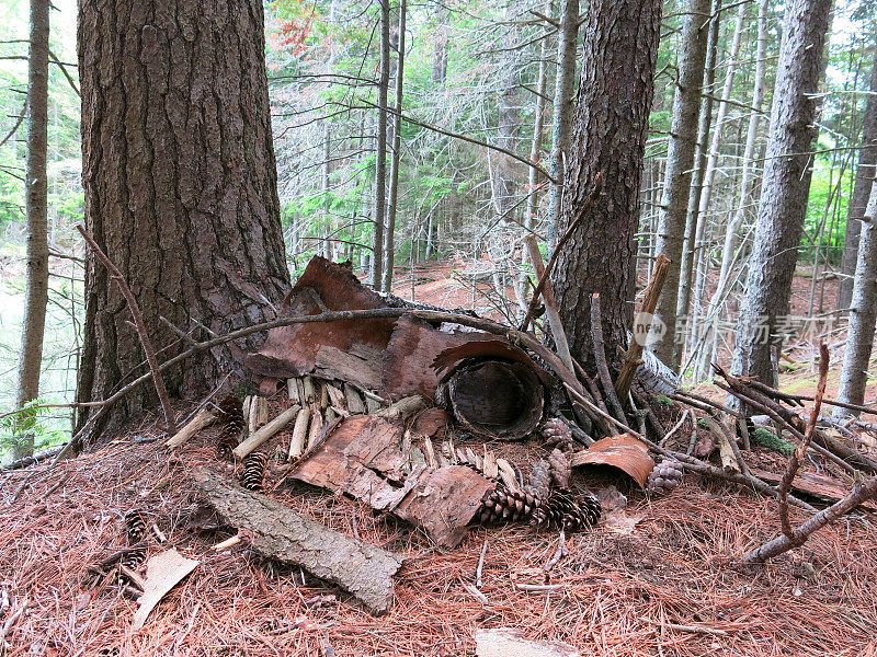 Fairy House in Forest Made of Bark, Sticks, Pine Cones